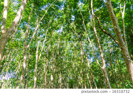 Para rubber tree plantation Para rubber tree plantation 16318732