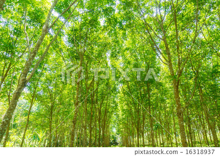 Rubber tree row agricultural 16318937