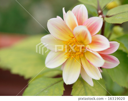 Dahlia Dahlia 16319020