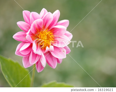 Dahlia 16319021