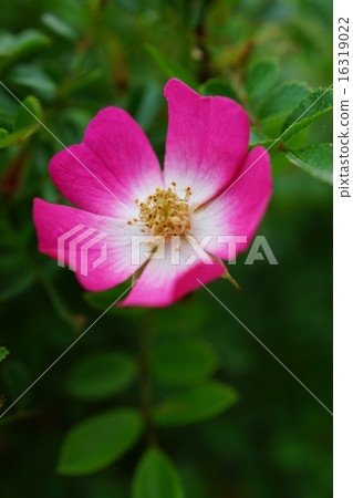 Rose mini-bala bonsai (spring in all directions) Rose mini-bala bonsai (spring in all directions) 16319022