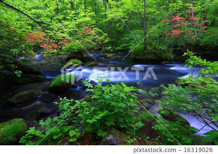 Aomori prefecture Oirase Stream Tribulation flow 16319026