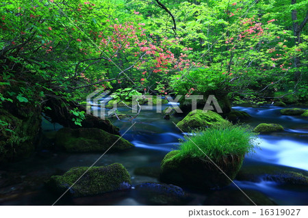 Aomori prefecture Oirase Stream Tribulation flow 16319027