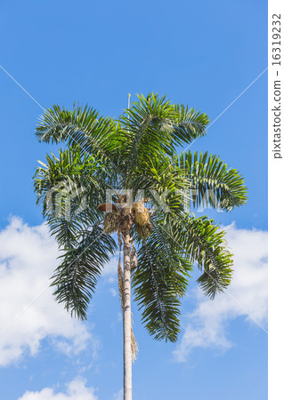 A betel palm on the blue sky. 16319232