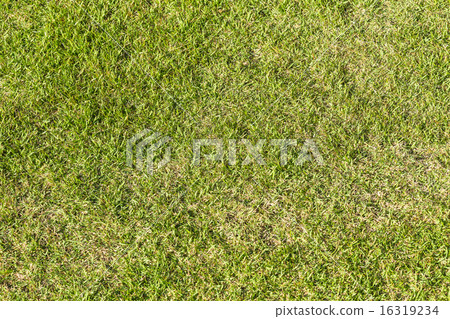 Grass Field Texture. 16319234
