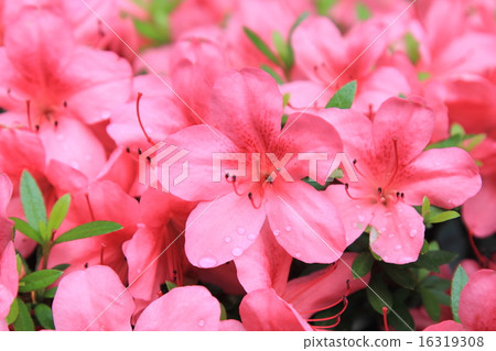 Pelargonium geranium group bright cerise  16319308