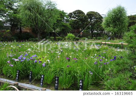 Horikiri iris garden 16319665