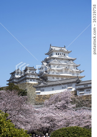 姬路城和櫻花樹，裝修後7 16319758