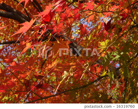 秋天風景楓樹楓樹 16319760