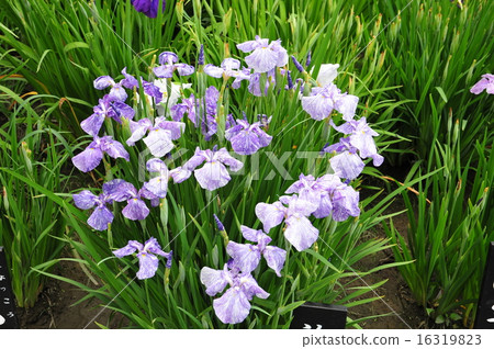 鳶尾花 16319823