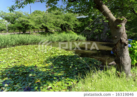Fukuoka castle moat and water lily lotion 16319846