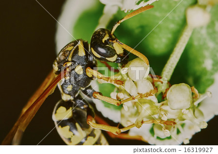 Wasp on a flowering tree Wasp on a flowering tree 16319927
