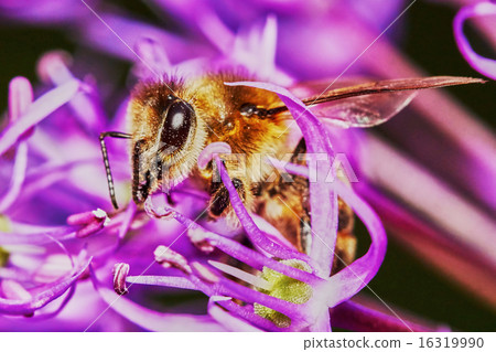 Bee on the Allium Flower Bee on the Allium Flower 16319990