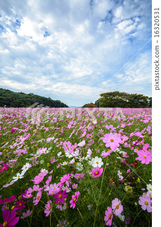 Cosmos field @ Sasebo市政展Haikyo Cosmos field @ Sasebo市政展Haikyo 16320531