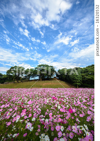 Cosmos field @ Sasebo市政展Haikyo Cosmos field @ Sasebo市政展Haikyo 16320532