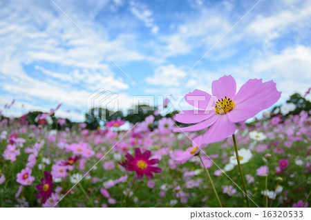 Cosmos field @ Sasebo市政展Haikyo 16320533