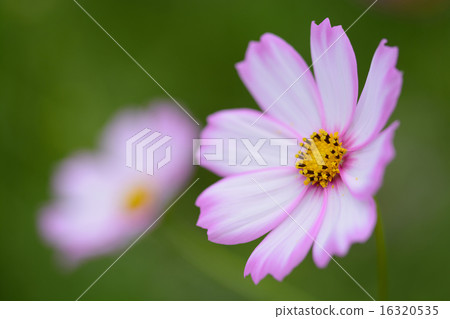 Cosmos Cosmos 16320535