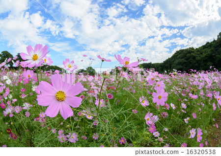 Cosmos field @ Sasebo市政展Haikyo Cosmos field @ Sasebo市政展Haikyo 16320538