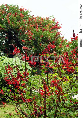 Flowers of Deigo 16320892