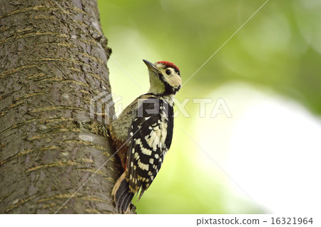 一位年輕的占星師 16321964