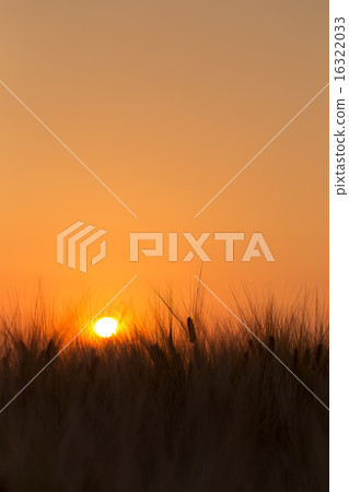朝日上升到麥田 朝日上升到麥田 16322033