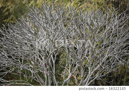 Winter tree Winter tree 16322185