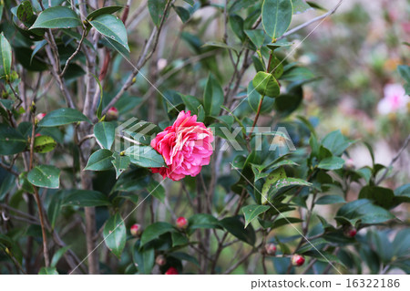 Camellia japonica Camellia japonica 16322186