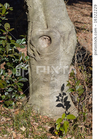 Mochinoki (Pine trees) 16322229