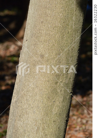 Mochinoki(松樹) Mochinoki(松樹) 16322230