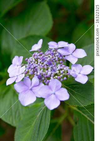A hydrangea 16322325
