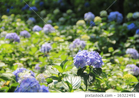 繡球花的花田（前橋市群馬縣荻窪公園） 16322491