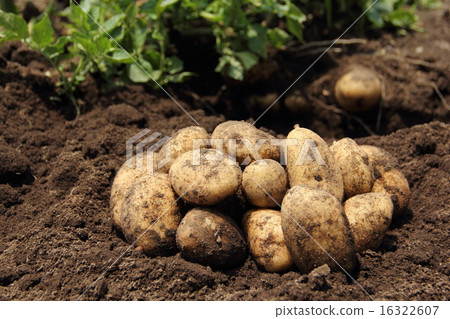 Digging potatoes Digging potatoes 16322607