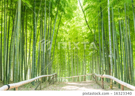  Bamboo grove 16323340