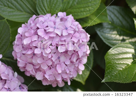  hydrangea 16323347