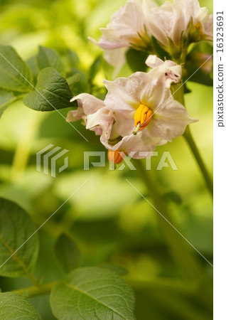 Potato flowers Potato flowers 16323691
