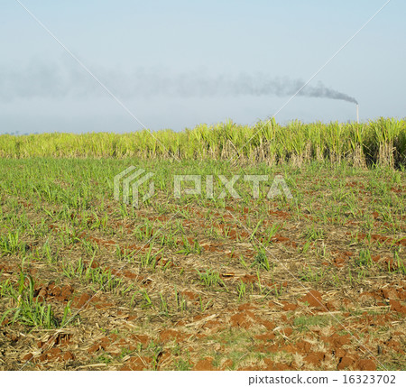 sugar cane field, Rene Fraga sugar factory, Cuba sugar cane field, Rene Fraga sugar factory, Cuba 16323702