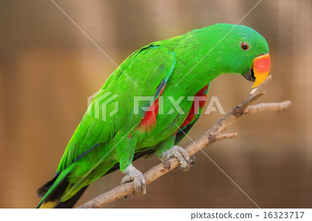 Beautiful Chattering Lory Lorius on a branch Beautiful Chattering Lory Lorius on a branch 16323717