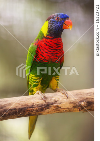 Beautiful Chattering Lory Lorius on a branch Beautiful Chattering Lory Lorius on a branch 16323721