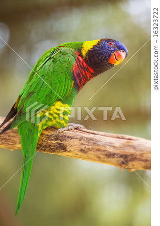 Beautiful Chattering Lory Lorius on a branch 16323722