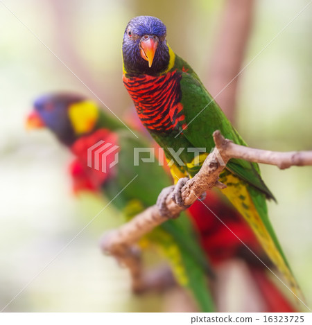 Beautiful Chattering Lory Lorius on a branch 16323725