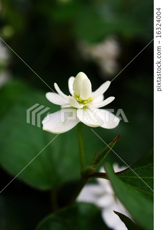 Unusual Dokudami (Yae) 16324004