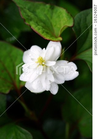 Unusual Dokudami (Yae) 16324007