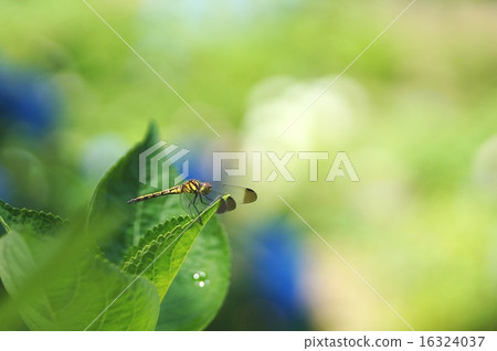 蜻蜓繡球花 16324037