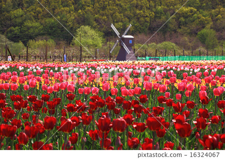 Kamiibetsu Tulip Park 16324067