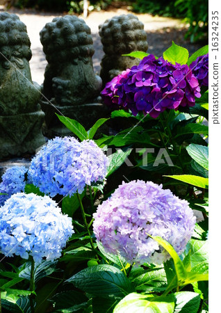 繡球花和守護犬 16324235