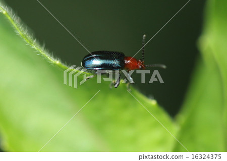 Creatures Insects Yams are beetle, beautiful insects of red and dark blue, but it is a nuisance insect for mountain potato growers ① 16324375