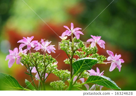 繡球花 16324628