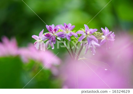 Hydrangea flower Hydrangea flower 16324629