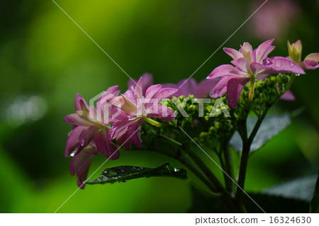 Hydrangea flower Hydrangea flower 16324630