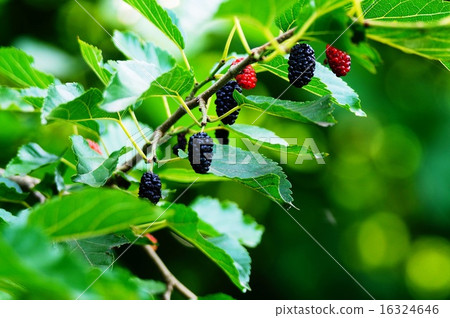 Mulberry Mulberry 16324646